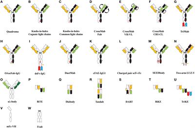 Fc Engineering for Developing Therapeutic Bispecific Antibodies and Novel Scaffolds